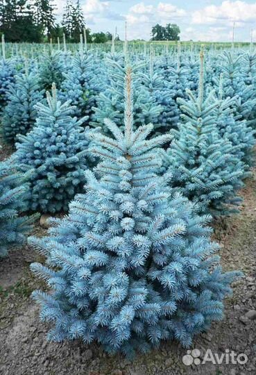 Саженцы ель голубая