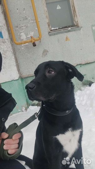 Кобель лабрадора вязка