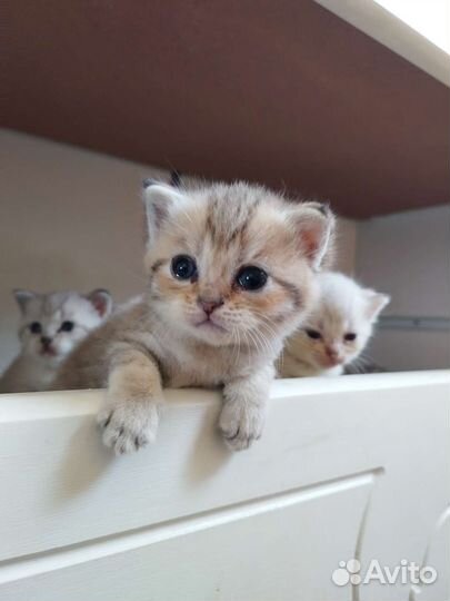 Котята