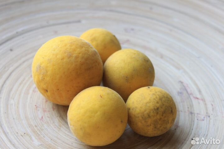 Понцирус Дикий лимон Семена Саженцы