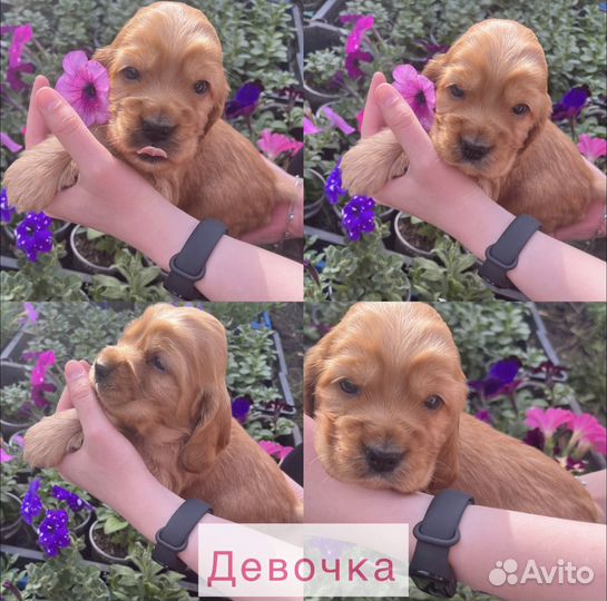 Английский кокер спаниель