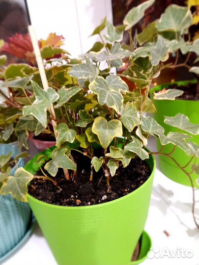 Отростки комнатных растений