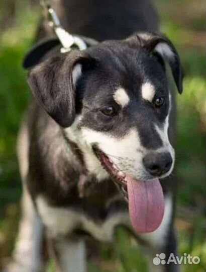 Собака щенок девочка чёрная белая бесплатно