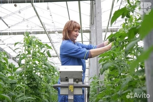 Разнорабочий в теплицу