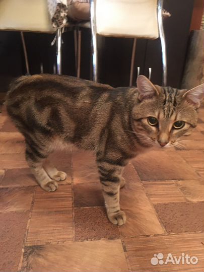 Курильский бобтейл Вязка