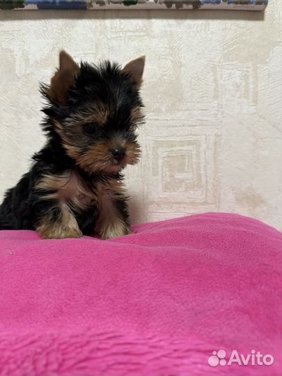 Йорки мини девочки и мальчики