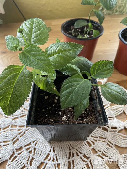 Лантана Камара