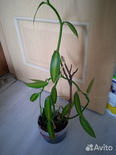 Орхидея Ваниль вариегатная