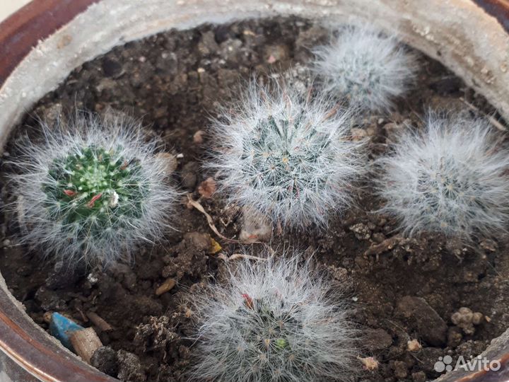 Детки кактуса маммилярия