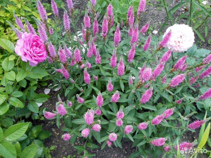 Вероника,голубая ромашка,флокс шиловидный, гейхера