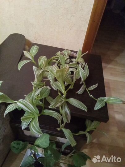 Комнатные растения