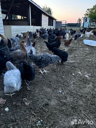 Куры несушки молодые, Не старьё под видом 8-9 мес