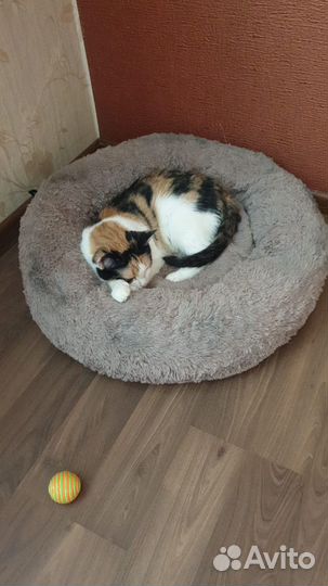 Кошка в дар