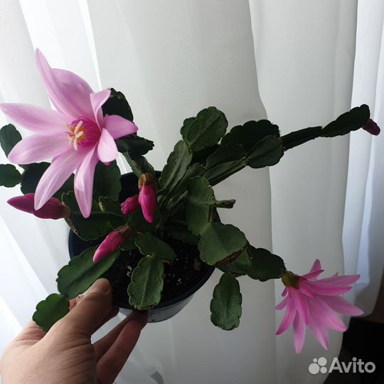 Декабрист рипсалидопсис