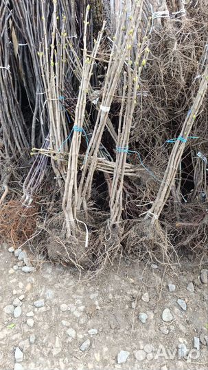 Сирень на штамбе