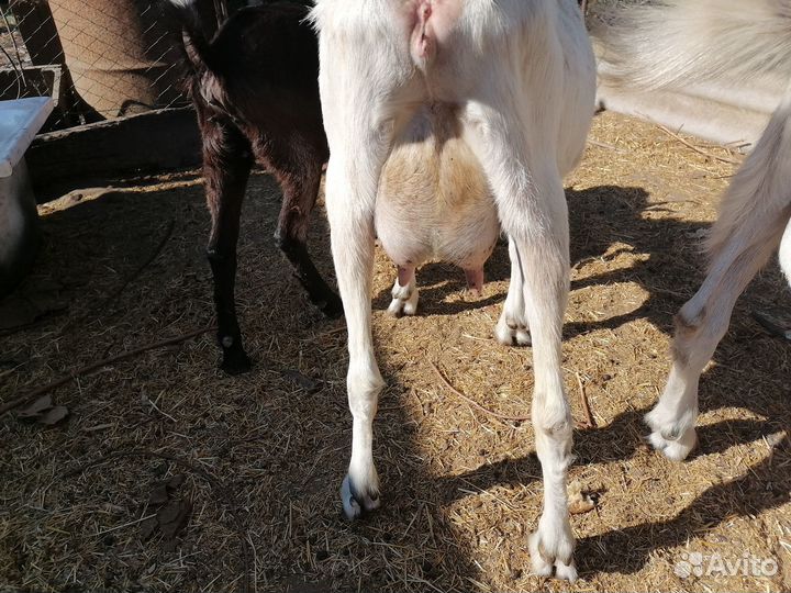 Продаю коз