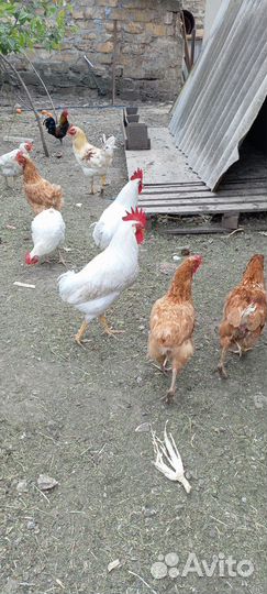 Молодые петухи
