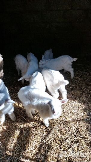 Дойные козы и козлята