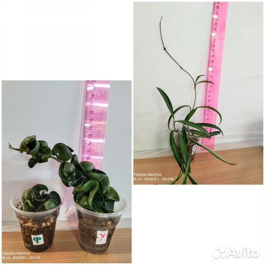 Хойя разные сорта - 1