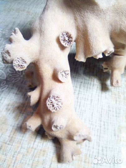 Коралл оленерогий, натуральный