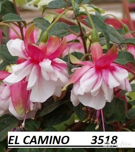 Рассада цветов