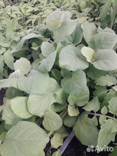 Рассада цветов,овощей