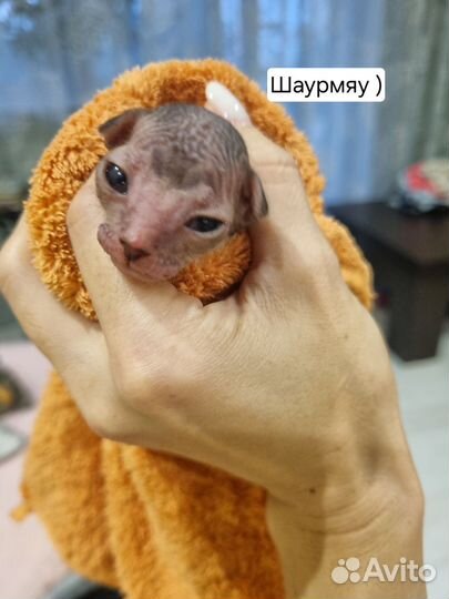 Донской сфинкс котята