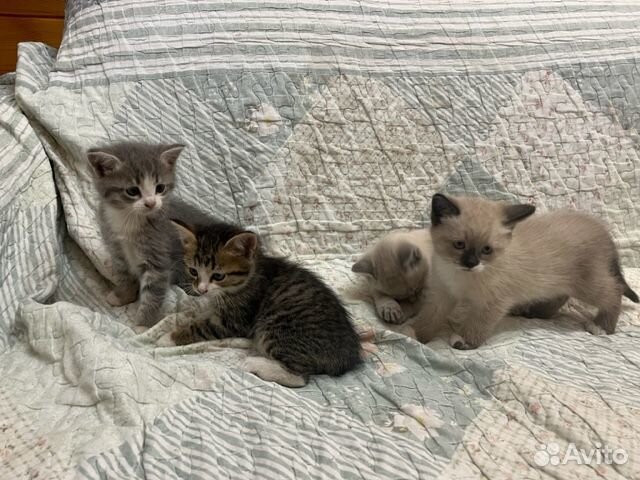 Отдам котят в добрые руки
