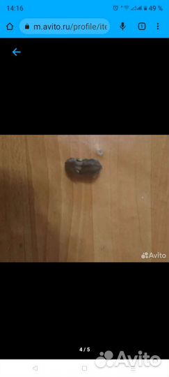 Сирийский хомяк бесплатно