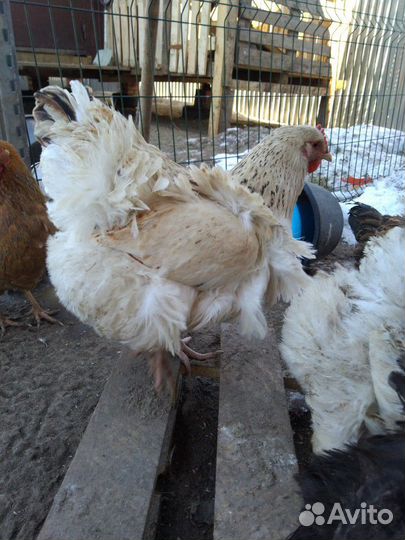 Инкубационное яйцо мясо яичная порода