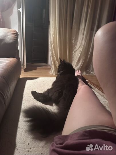 Котята отдам в добрые руки бесплатно