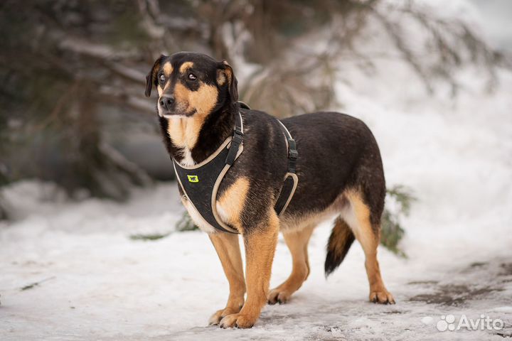 Ангара. Собака в добрые руки, небольшая