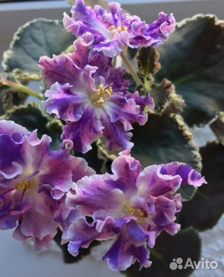 Сортовые фиалки