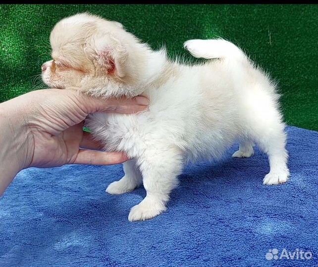 Кремовая длинношерстная чихуахуа