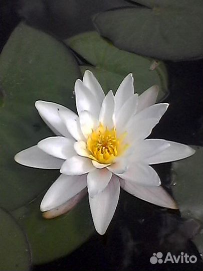 Саженцы винограда и нимфеи, плодовые и декоративн