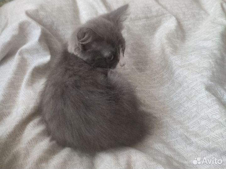 Котёнок