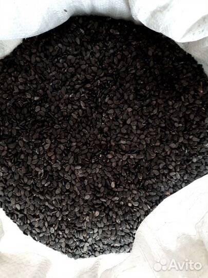 Семена Арбуза 