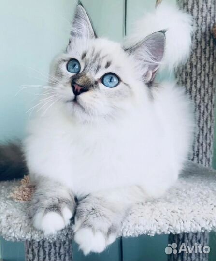 Невская маскарадная