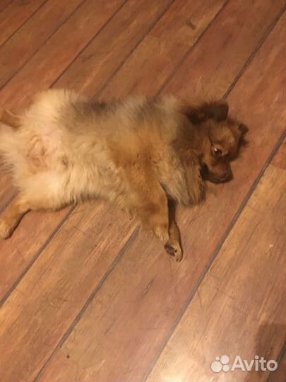 Немецкий шпиц вязка