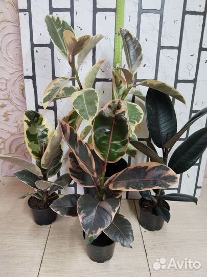 Фикус эластика