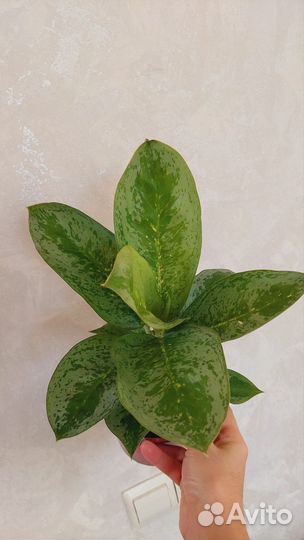 Калатеи разные сорта