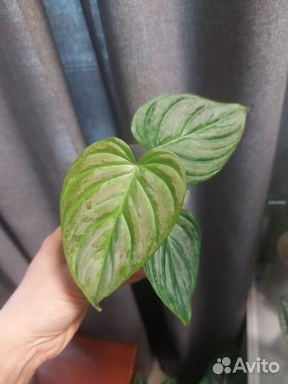 Филодендрон Маджестик