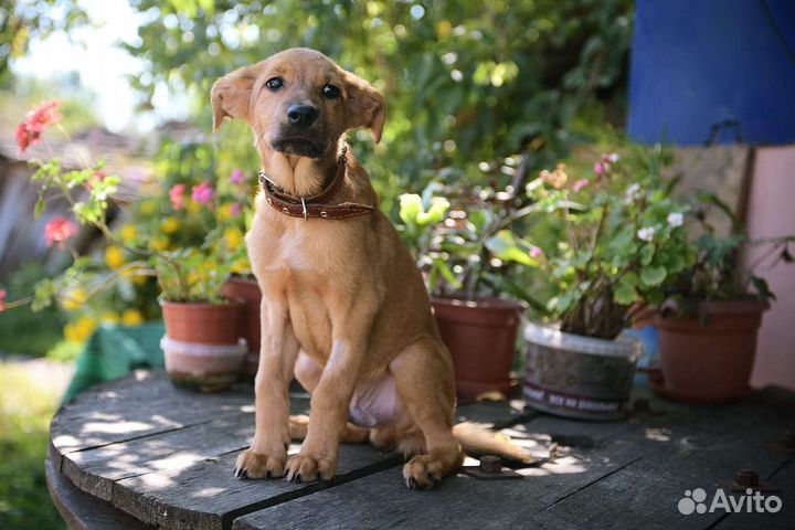 Щенок 4 месяца в добрые руки