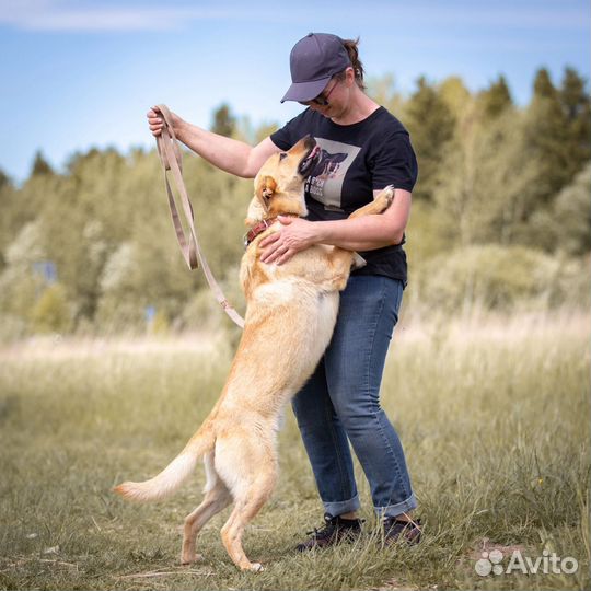 Собака в добрые руки, Щен