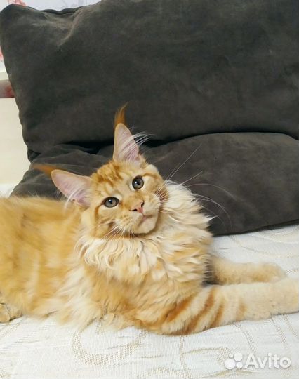 Котята мэйнкун
