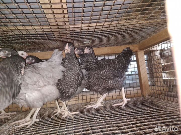 Куры несушки (молодки )