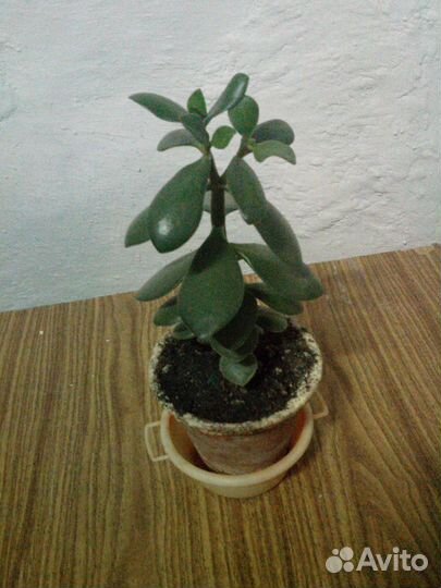Денежное дерево высота 28 см