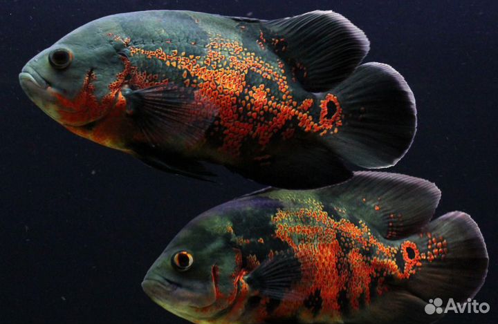 Астронотус Тигровый (арт 3069)