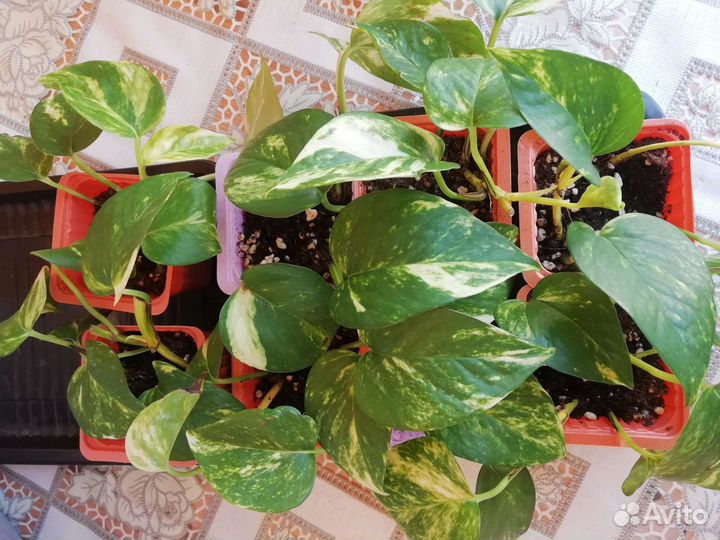 Сциндапсус золотистый