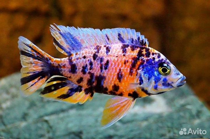 Аквариумные рыбки - Африканские цихлиды